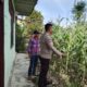 POLSEK RIMBA MELINTANG PASTIKAN PROGRAM KETAHANAN PANGAN BERJALAN, TANAMAN JAGUNG DI KARYA MUKTI TUMBUH BAIK