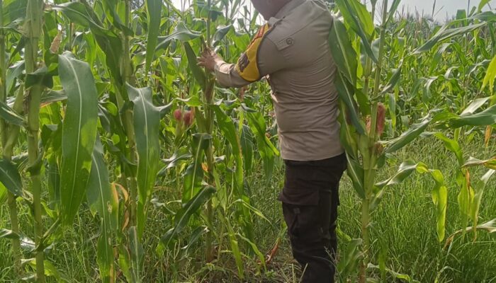 Polsek Rimba Melintang Pantau Perkembangan Jagung Ketahanan Pangan, Dukung Program Nasional Presiden RI