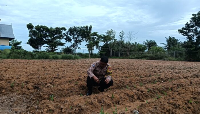 Bhabinkamtibmas Kepenghuluan Jumrah Aktif Pantau Pertumbuhan Jagung, Dukung Program Ketahanan Pangan Nasional