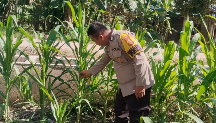 Bhabinkamtibmas Harapan Jaya Turun Langsung Pantau Pertumbuhan Jagung, Wujud Nyata Dukungan Ketahanan Pangan Nasional