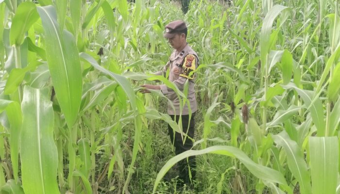 Bhabinkamtibmas Cek Langsung Perkembangan Jagung Ketahanan Pangan di Rimba Melintang, Dukung Program Nasional Presiden RI