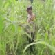 Bhabinkamtibmas Cek Langsung Perkembangan Jagung Ketahanan Pangan di Rimba Melintang, Dukung Program Nasional Presiden RI