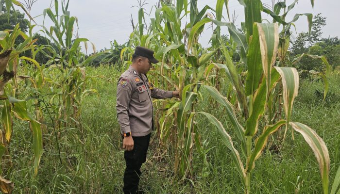 Bhabinkamtibmas Turun Langsung ke Lahan, Pastikan Program Ketahanan Pangan Jagung di Rimba Melintang Berjalan Optimal