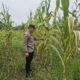 Bhabinkamtibmas Turun Langsung ke Lahan, Pastikan Program Ketahanan Pangan Jagung di Rimba Melintang Berjalan Optimal