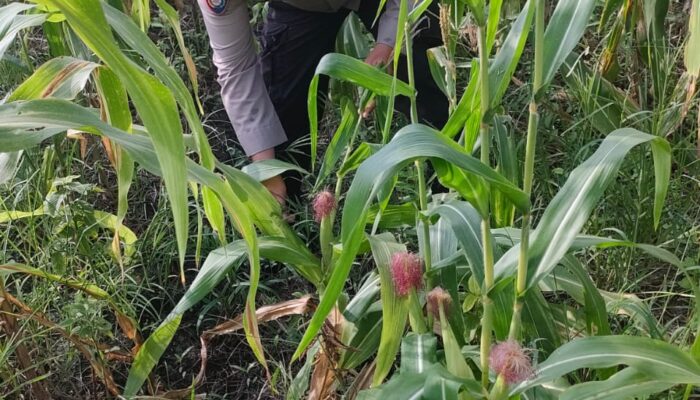 Kapolsek Rimba Melintang Pastikan Program Ketahanan Pangan Berjalan Optimal, Tanaman Jagung Tumbuh Subur di Lahan 2 Hektare