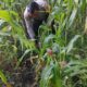 Kapolsek Rimba Melintang Pastikan Program Ketahanan Pangan Berjalan Optimal, Tanaman Jagung Tumbuh Subur di Lahan 2 Hektare