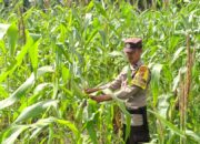 Bhabinkamtibmas Rimba Melintang Pantau Perkembangan Jagung, Wujud Nyata Dukungan Polri terhadap Program Asta Cita Presiden