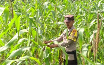 Bhabinkamtibmas Rimba Melintang Pantau Perkembangan Jagung, Wujud Nyata Dukungan Polri terhadap Program Asta Cita Presiden
