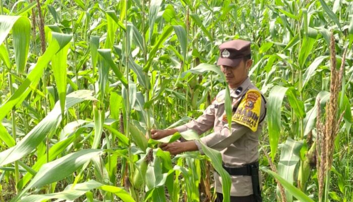 Bhabinkamtibmas Rimba Melintang Pantau Perkembangan Jagung, Wujud Nyata Dukungan Polri terhadap Program Asta Cita Presiden