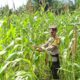 Bhabinkamtibmas Rimba Melintang Pantau Perkembangan Jagung, Wujud Nyata Dukungan Polri terhadap Program Asta Cita Presiden