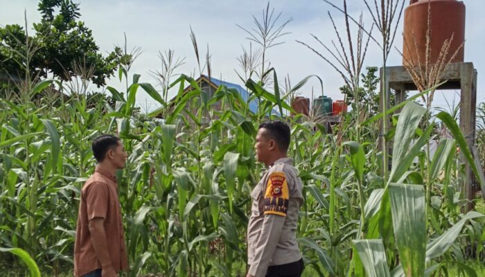 Polsek Rimba Melintang Cek Langsung Pertumbuhan Jagung Program Ketahanan Pangan, Dukung Asta Cita Presiden RI