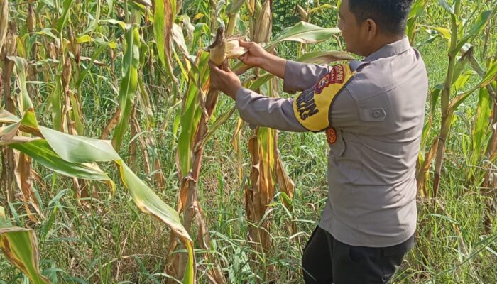 Kapolsek Rimba Melintang Kawal Ketahanan Pangan