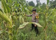 Bhabinkamtibmas Polsek Rimba Melintang Pantau Pertumbuhan Jagung, Dukung Program Ketahanan Pangan Nasional