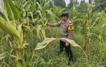 Bhabinkamtibmas Polsek Rimba Melintang Pantau Pertumbuhan Jagung, Dukung Program Ketahanan Pangan Nasional