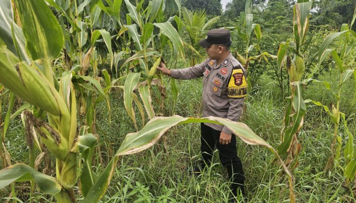 Bhabinkamtibmas Polsek Rimba Melintang Pantau Pertumbuhan Jagung, Dukung Program Ketahanan Pangan Nasional