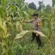 Bhabinkamtibmas Polsek Rimba Melintang Pantau Pertumbuhan Jagung, Dukung Program Ketahanan Pangan Nasional