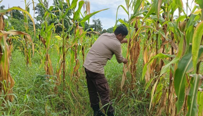 Polisi Cinta Petani: Kapolsek Rimba Melintang Konsisten Awasi Program Jagung Ketahanan Pangan