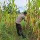 Polisi Cinta Petani: Kapolsek Rimba Melintang Konsisten Awasi Program Jagung Ketahanan Pangan