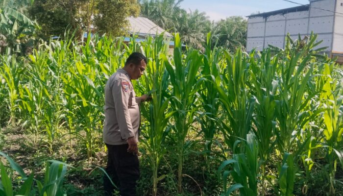 Jagung Mulai Menghijau, Polisi Rutin Cek Lahan Ketahanan Pangan di Rimba Melintang