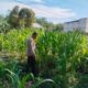 Jagung Mulai Menghijau, Polisi Rutin Cek Lahan Ketahanan Pangan di Rimba Melintang