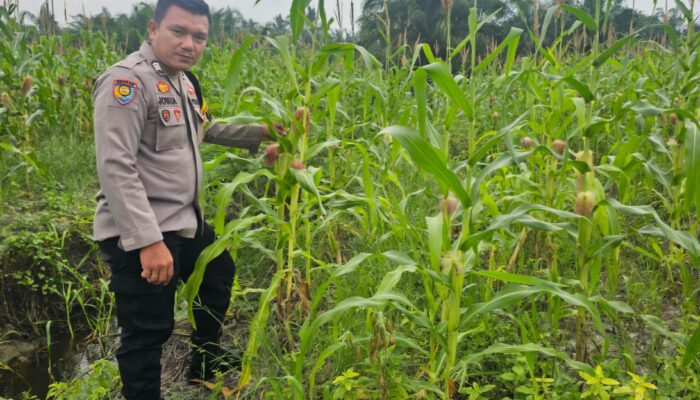 Bhabinkamtibmas Polsek Rimba Melintang Pantau Pertumbuhan Jagung Program Ketahanan Pangan di Pematang Sikek