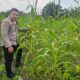 Bhabinkamtibmas Polsek Rimba Melintang Pantau Pertumbuhan Jagung Program Ketahanan Pangan di Pematang Sikek