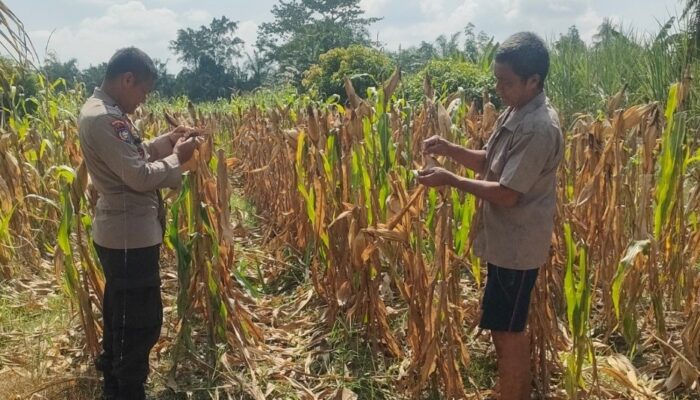 Kapolsek Rimba Melintang Pantau Ketahanan Pangan, Jagung Siap Panen di Lahan Polsek