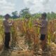 Kapolsek Rimba Melintang Pantau Ketahanan Pangan, Jagung Siap Panen di Lahan Polsek