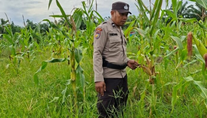 Polsek Rimba Melintang Intensif Pantau Program Ketahanan Pangan, Pertumbuhan Jagung di Lenggadai Hilir Hadapi Tantangan Cuaca Ekstrem