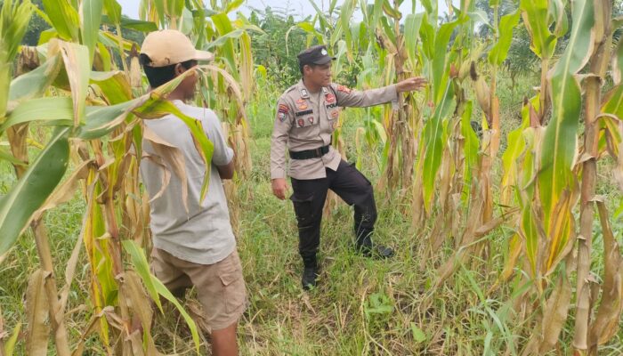 Kapolsek Rimba Melintang Cek Perkembangan Program Ketahanan Pangan Penanaman Jagung