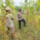Kapolsek Rimba Melintang Cek Perkembangan Program Ketahanan Pangan Penanaman Jagung