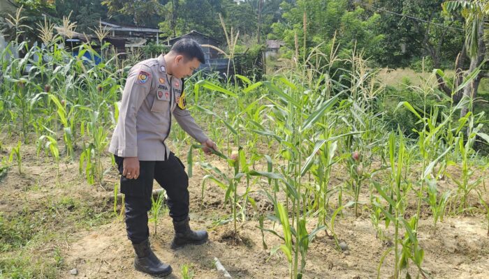 Bhabinkamtibmas Polsek Rimba Melintang Pantau Pertumbuhan Jagung, Dukung Ketahanan Pangan Nasional