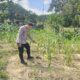 Bhabinkamtibmas Polsek Rimba Melintang Pantau Pertumbuhan Jagung, Dukung Ketahanan Pangan Nasional