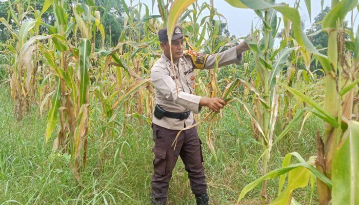 Polsek Rimba Melintang Intensif Pantau Pertumbuhan Jagung, Wujud Nyata Dukungan Program Asta Cita Presiden