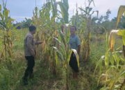 Polisi dan Warga Bersinergi, Polsek Rimba Melintang Siapkan Lahan Jagung 1 Hektare untuk Dukung Ketahanan Pangan Nasional
