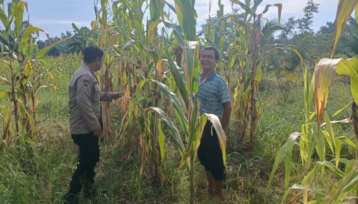 Polisi dan Warga Bersinergi, Polsek Rimba Melintang Siapkan Lahan Jagung 1 Hektare untuk Dukung Ketahanan Pangan Nasional