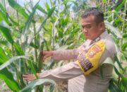 Polisi Cinta Petani: Kapolsek Rimba Melintang Cek Lahan Jagung 1 Hektare untuk Dukung Ketahanan Pangan Nasional