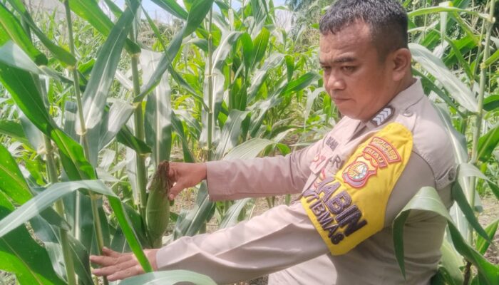 Polisi Cinta Petani: Kapolsek Rimba Melintang Cek Lahan Jagung 1 Hektare untuk Dukung Ketahanan Pangan Nasional
