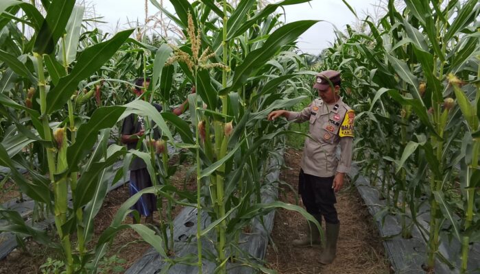 POLSEK RIMBA MELINTANG PASTIKAN PROGRAM KETAHANAN PANGAN BERJALAN, LAHAN JAGUNG BINAAN BHABINKAMTIBMAS TERUS DIPANTAU