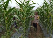Polisi Cinta Petani, Polsek Rimba Melintang Rutin Pantau Pertumbuhan Jagung di Lahan Ketahanan Pangan 2 Hektare