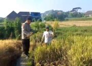 Bhabinkamtibmas Polsek Prigen Bersama Petani Rawat Lahan Padi Dukung Ketahanan Pangan Nasional