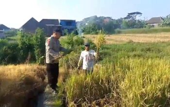 Bhabinkamtibmas Polsek Prigen Bersama Petani Rawat Lahan Padi Dukung Ketahanan Pangan Nasional