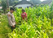 Polisi Turun ke Lahan Jagung, Dampingi Warga Kelola Pertanian