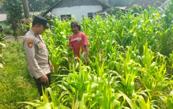 Polisi Turun ke Lahan Jagung, Dampingi Warga Kelola Pertanian