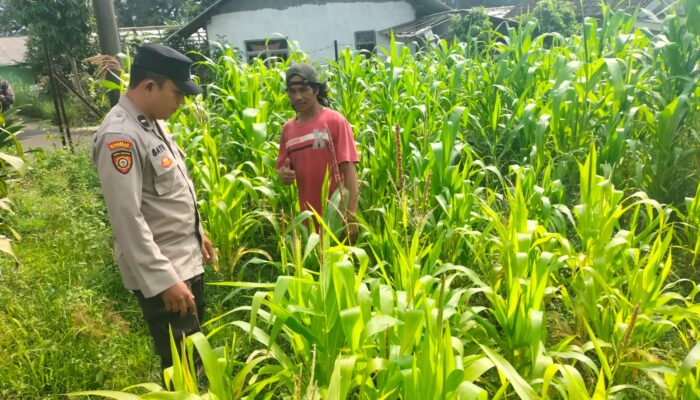 Polisi Turun ke Lahan Jagung, Dampingi Warga Kelola Pertanian
