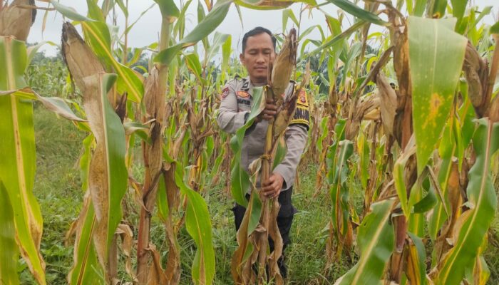 Polsek Rimba Melintang Intensif Pantau Perkembangan Jagung Ketahanan Pangan, Wujud Dukungan Program Asta Cita Presiden