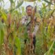 Polsek Rimba Melintang Intensif Pantau Perkembangan Jagung Ketahanan Pangan, Wujud Dukungan Program Asta Cita Presiden