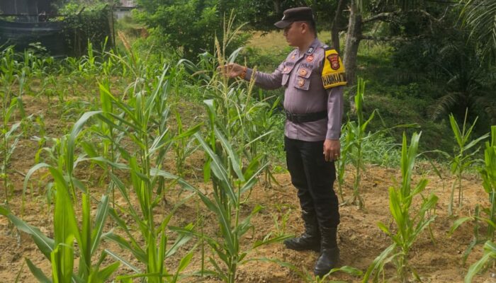 Bhabinkamtibmas Polsek Rimba Melintang Pantau Pertumbuhan Jagung di PT GMR, Pastikan Program Ketahanan Pangan Berjalan Optimal