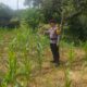 Bhabinkamtibmas Polsek Rimba Melintang Pantau Pertumbuhan Jagung di PT GMR, Pastikan Program Ketahanan Pangan Berjalan Optimal