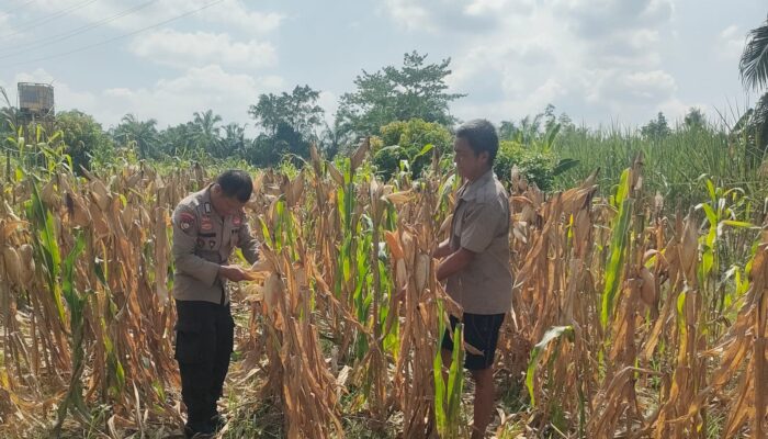 Jagung Ketahanan Pangan Polsek Rimba Melintang Siap Panen, Polisi Pastikan Program Berjalan Optimal